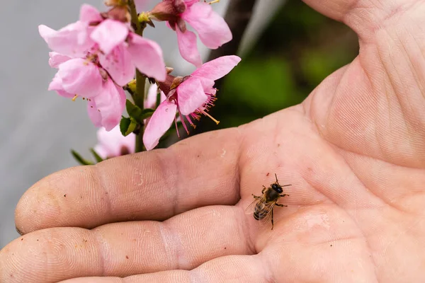 蜂を抱えている高齢者がミツバチのコロニーで. — ストック写真