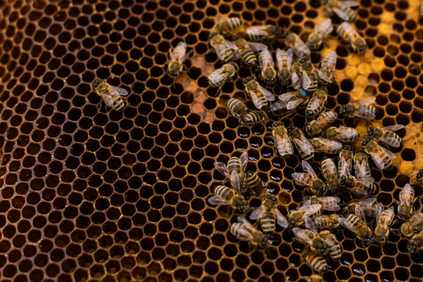 Starszy pszczelarz bada klatki z pszczołami w pobliżu uli — Zdjęcie stockowe
