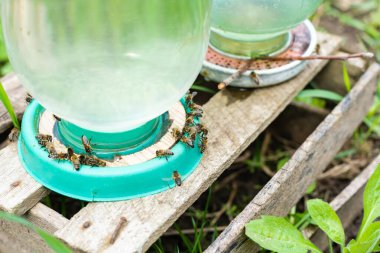 Arıların içindeki arılar içicinin suyunu içerler.