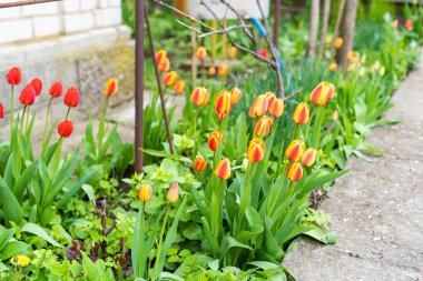 Çiçek tarlasında büyüyen güzel kırmızı laleler