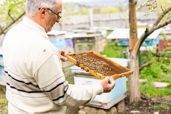 養蜂家の手は空の食べられたハニカムを — ストック写真