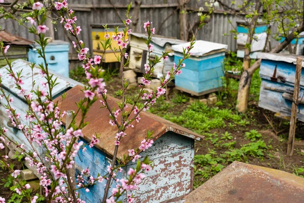Reihen von Bienenstöcken unter Ästen mit Kirschblüten. Bienenstock im Frühling im Aperitif. Honigbienen sammeln Pollen von weißen Blüten im Garten. — Stockfoto