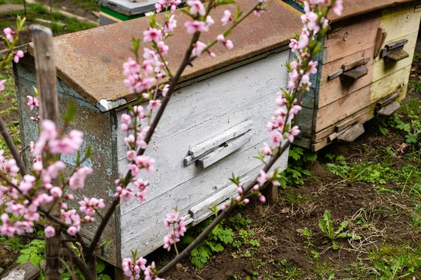 Dalların altında kiraz çiçekleriyle sıralanmış kovan. İlkbaharda Apiary aperil 'de. Bahçedeki beyaz çiçeklerden polen toplayan bal arıları. — Stok fotoğraf