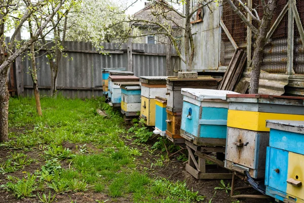 Řady úlů pod větvemi s třešňovými květy. Včelín na jaře v aperilu. Včely sbírají pyl z bílých květin v zahradě. — Stock fotografie