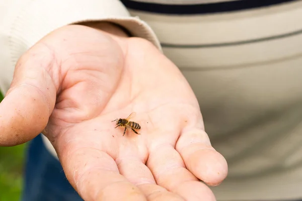 Un uomo anziano con un'ape in mano — Foto Stock