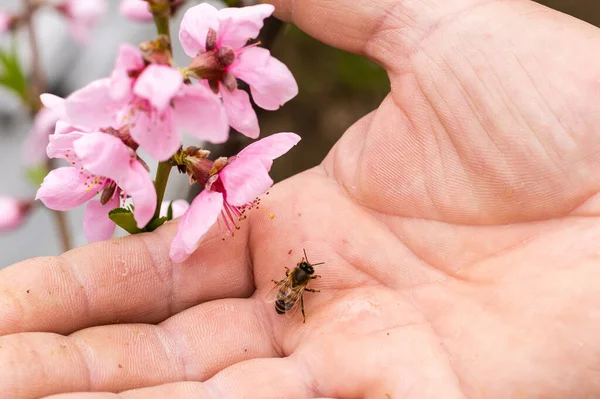 Starší muž držící včelu, kontrolní situace ve včelí kolonii. — Stock fotografie