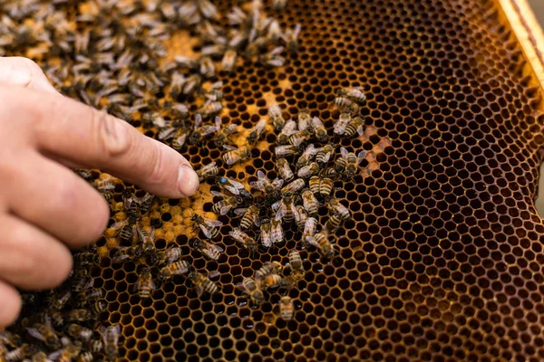 Yaşlı bir arı yetiştiricisi kovanların yanında arılarla çerçeveleri inceliyor. — Stok fotoğraf