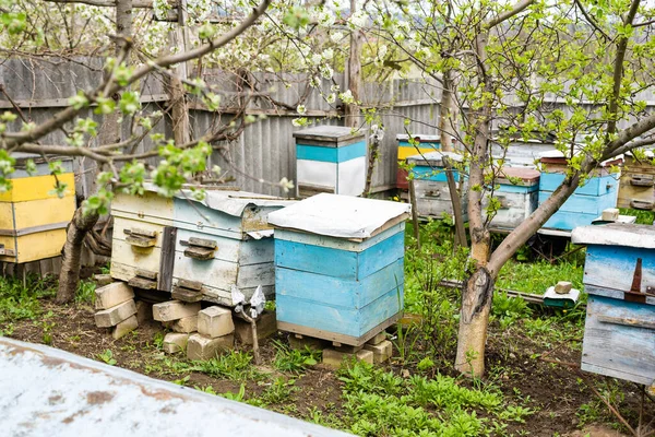 Righe di alveari sotto rami con fiori di ciliegio. Apiario in primavera in aperil. api da miele che raccolgono polline da fiori bianchi in giardino. — Foto Stock