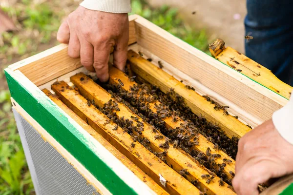 Apicultores mano sostiene vacío comido panal — Foto de Stock