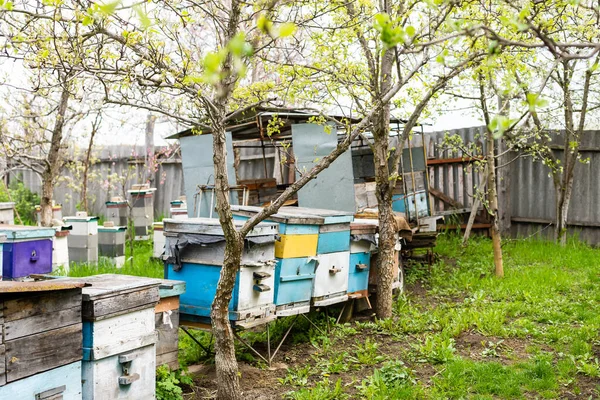 Righe di alveari sotto rami con fiori di ciliegio. Apiario in primavera in aperil. api da miele che raccolgono polline da fiori bianchi in giardino. — Foto Stock