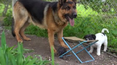 Köpek yavrusu bahçede bir sandalye kemiriyor..