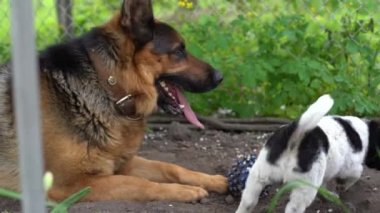 Bahçede iki köpek oynuyor. Zıplıyorlar ve havlıyorlar. Kızıl köpekler..