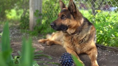 Alman çoban köpeği topu ısırır ve oyun için yok eder.