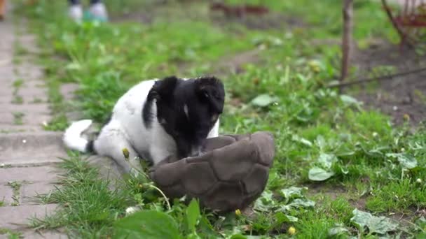 Schattig twee maanden oud zwart-wit puppy — Stockvideo