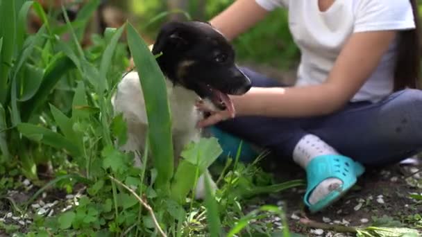 女の子が遊んでいると小さな犬を訓練しています。犬は彼女に足を与え — ストック動画