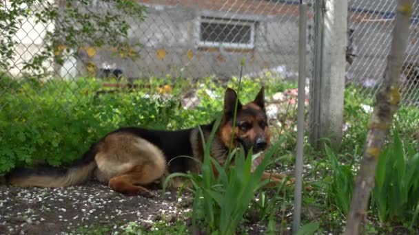 Пастух собака відпочиває у дворі будинку — стокове відео