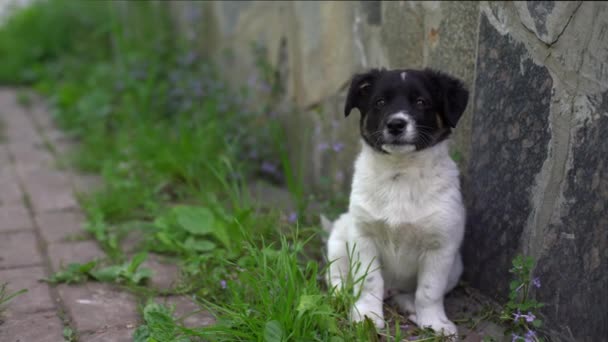 Adorável dois meses de idade cachorrinho preto e branco — Vídeo de Stock