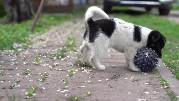 Şirin siyah beyaz gülümseme Mutlu köpek yavrusu — Stok video