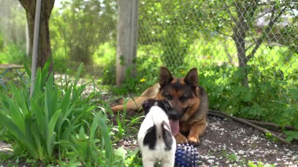 Deux chiens jouent dans la cour. Ils sautent et aboient. Chiens rousses. — Video