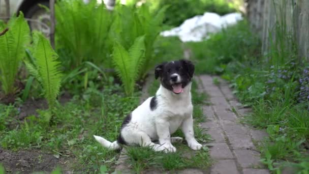 Adorabile due mesi vecchio cucciolo bianco e nero — Video Stock