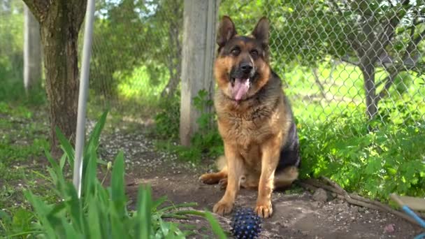 Schäferhund beißt und zerstört Spielball — Stockvideo