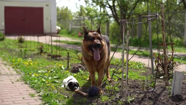 Bahçede iki köpek oynuyor. Zıplıyorlar ve havlıyorlar. Kızıl köpekler.. — Stok video