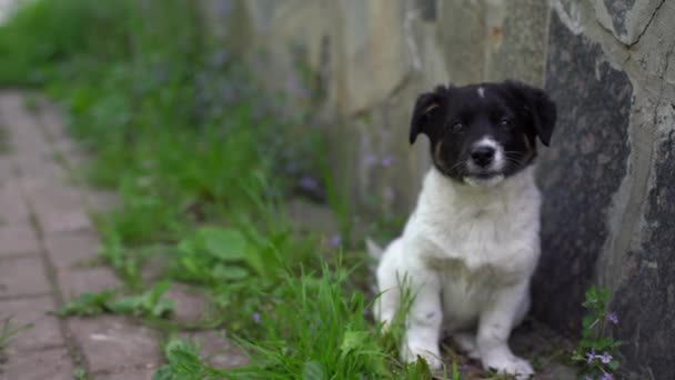 Şirin siyah beyaz gülümseme Mutlu köpek yavrusu — Stok video