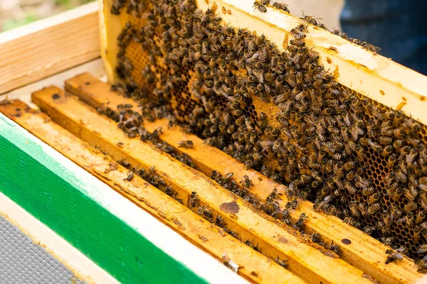 Apicultores mano sostiene vacío comido panal — Foto de Stock