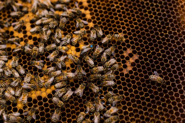 Un apicultor anciano examina los marcos con abejas cerca de las colmenas — Foto de Stock
