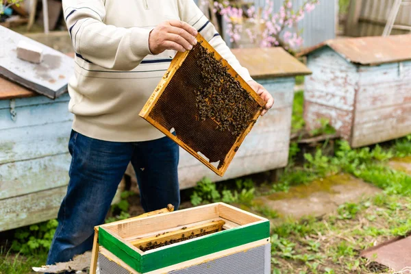 Pszczelarze trzymają puste plastry miodu. — Zdjęcie stockowe