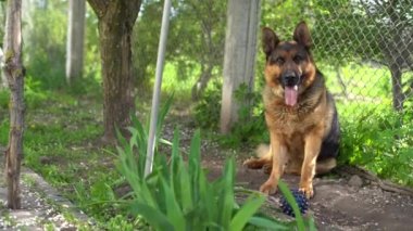 Çoban köpeği evin bahçesinde dinleniyor.