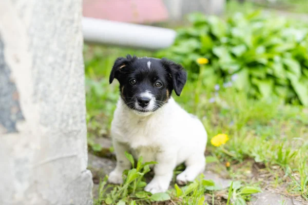 Rozkošné dva měsíce staré černobílé štěně — Stock fotografie