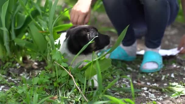 Little girl with a puppy. — Stock Video