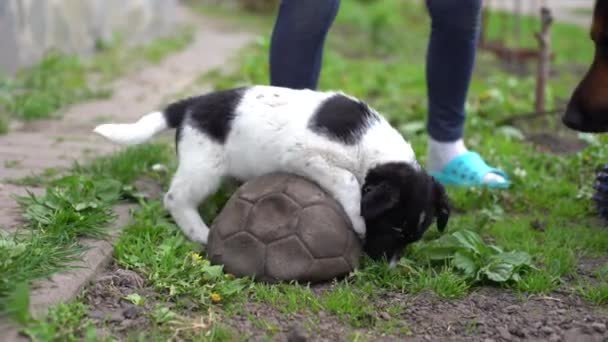 Tapılası iki aylık siyah beyaz köpek yavrusu — Stok video