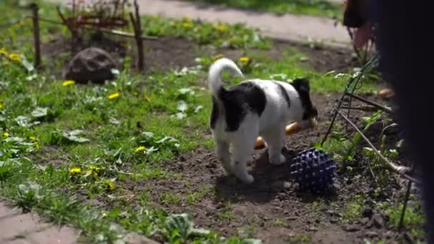 Söt svart och vitt leende lycklig valp — Stockvideo