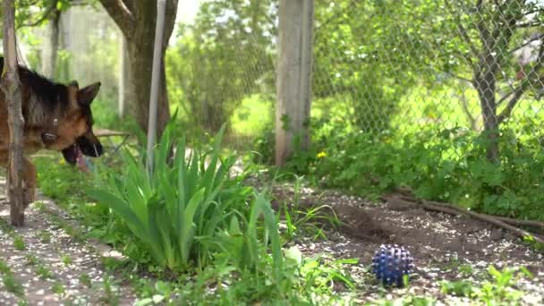 家の庭で休んでいる羊飼いの犬 — ストック動画