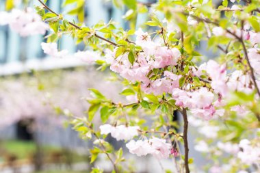 Arka plan bulanık. Çiçek açan bir bahar ağacı. Ağaç çiçek açmış. Bahar