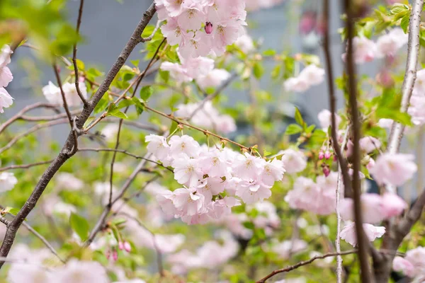 Belas flores de cereja frescas, rosa e brancas cobertas de neve em ramos marrom-escuros em flor no início da primavera em um dia frio. Imagem quadrada de flores, sem pessoas, padrão abstrato floral — Fotografia de Stock