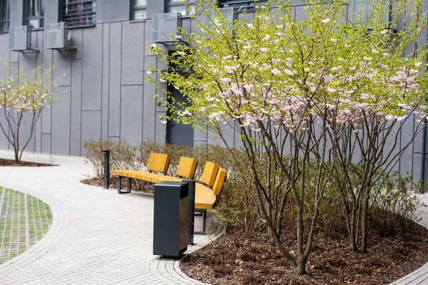 Un banco de madera verde bajo dos árboles de cerezo en la Plaza. — Foto de Stock