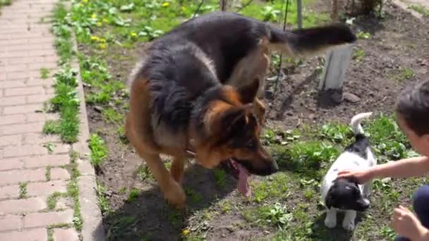 Menina feliz brincando com dois cães no jardim. menina em um dia ensolarado de verão com dois cães no pátio — Vídeo de Stock