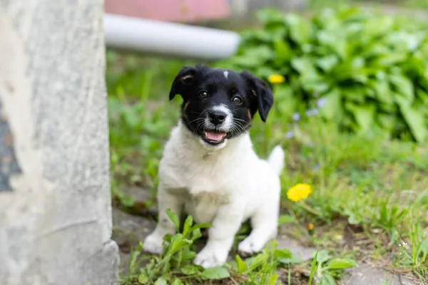 Roztomilý černobílý úsměv šťastný štěně — Stock fotografie