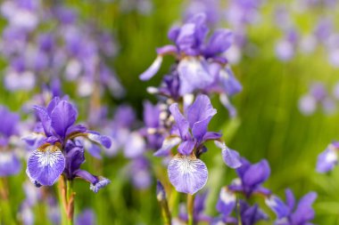 Parktaki çiçek tarhında zarif mavi süsen çiçekleri