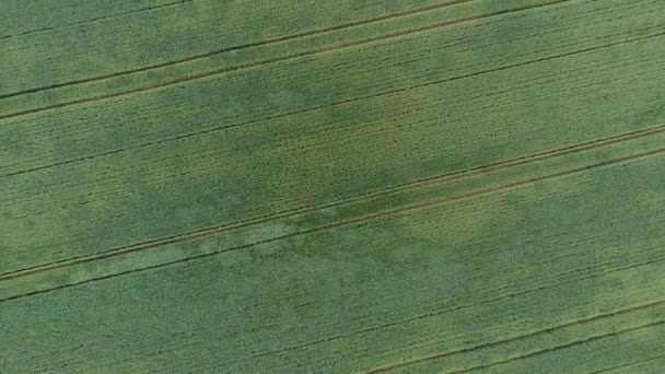 Αεροφωτογραφία του τοπίου της υπαίθρου, καλλιεργήσιμη γη. Κηφήνας που πετάει χαμηλά πάνω από χωράφι με καλαμπόκι. Αγροτικό τοπίο, φάρμα. θερινή περίοδος — Αρχείο Βίντεο