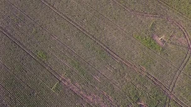 Сельский пейзаж. Вид сверху на сельскую местность на лугу. Деревенский ландшафт поля для сельского хозяйства. Луг ландшафтных воздушных полей. Панорамный вид на природу с воздуха. — стоковое видео