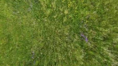Gün batımında yeşil çimlerin üzerinde uçan hava videosu
