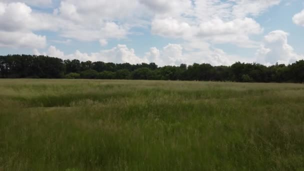 Воздушное видео, пролетающее над зеленым травяным полем на закате — стоковое видео