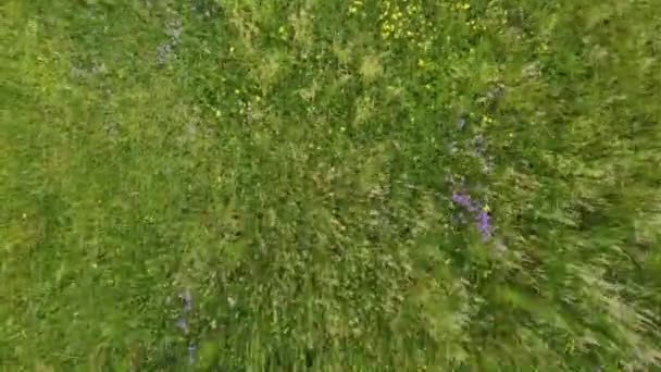 Vídeo aéreo voando sobre campo de grama verde durante o pôr do sol — Vídeo de Stock