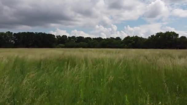 Přírodní travnatá textura, Letecký pohled na park — Stock video