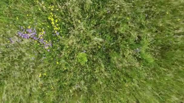 Textura de césped natural, Vista aérea del parque — Vídeos de Stock