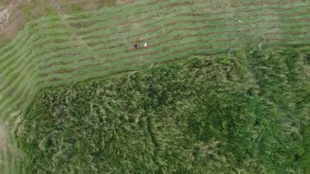 Naturligt ängsgräs svajade långsamt av blåst. Den vackra gröna gungande gräsplan är avkopplande, romantisk. Det vinkar längs vinden bris. — Stockvideo